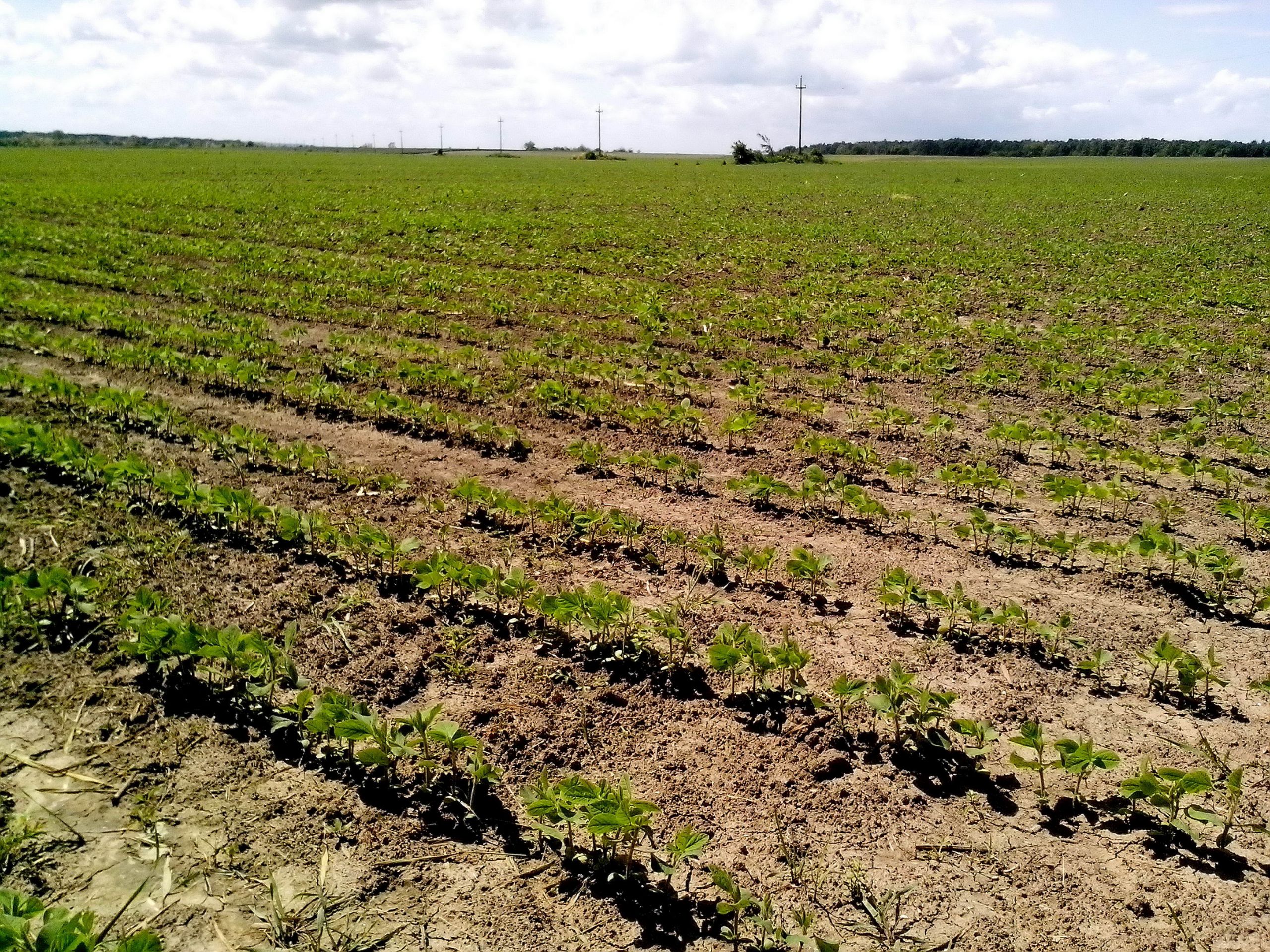 Plantação de soja e grãos