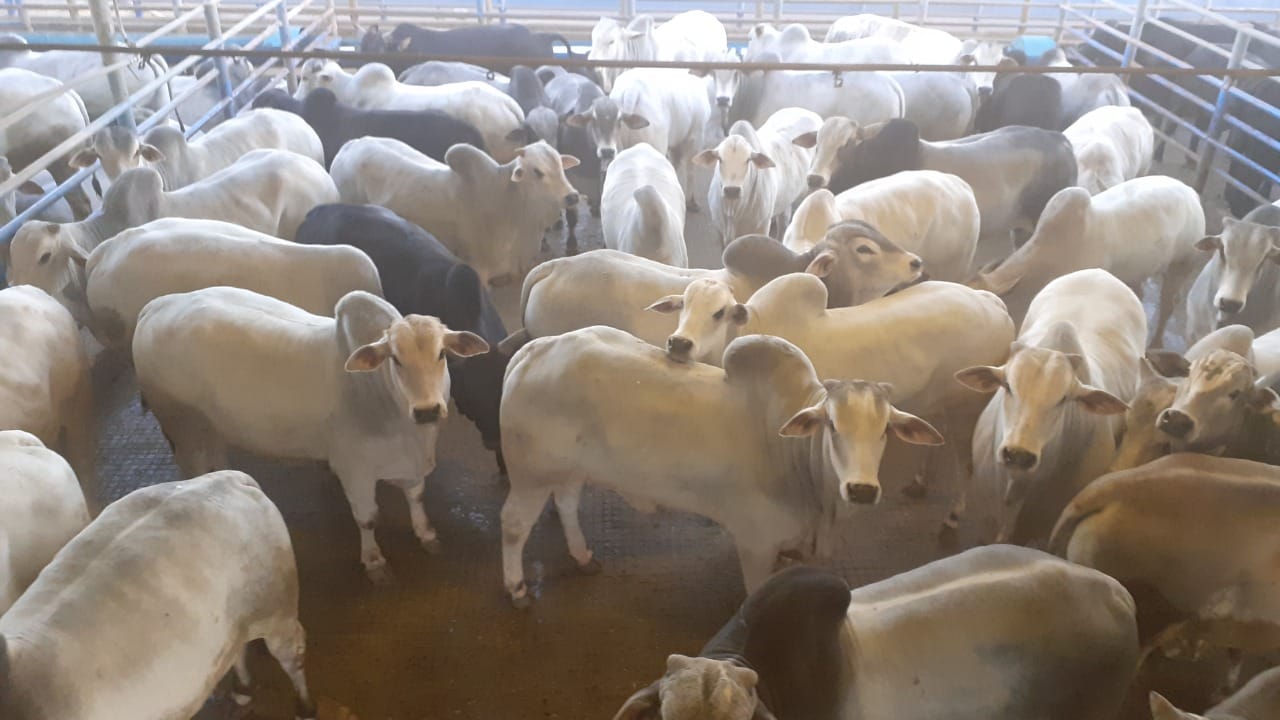 Gado Nelore em confinamento (feedlot)